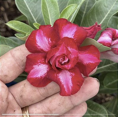RD - Jasmine