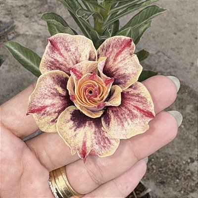 RD - Golden Flowers