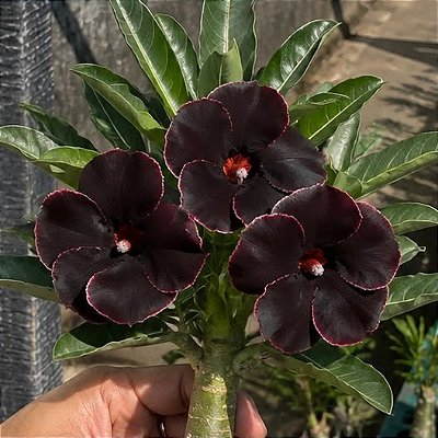 PRÉ VENDA BLACK SINGLE
