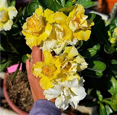 PRÉ VENDA BUQUÊ AMARELO