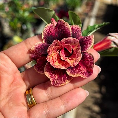 PRÉ VENDA GALAXY