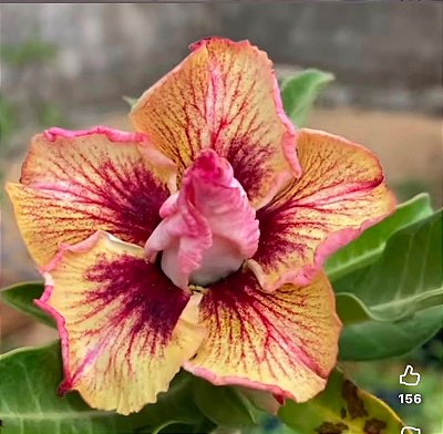 PRÉ VENDA GIO