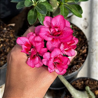 PRÉ VENDA SUPER ROSA