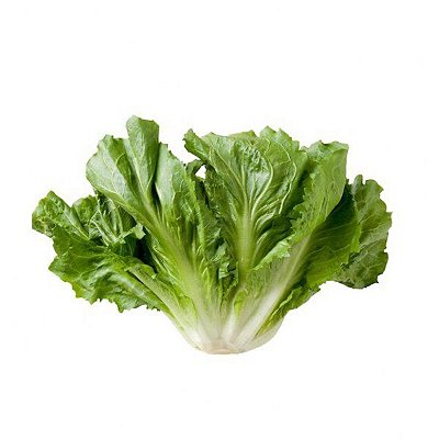 Chicória orgânica - Unid.