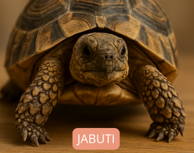 JABUTI