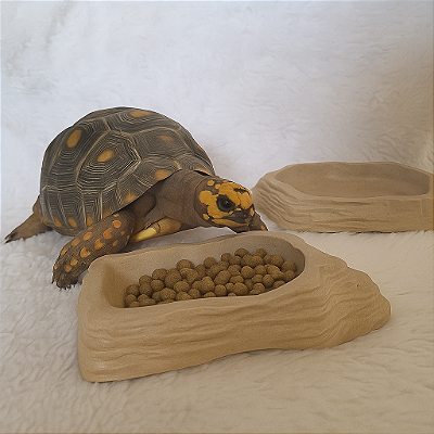 Kit Comedouro e Bebedouro pequeno para Répteis - Cor Bege