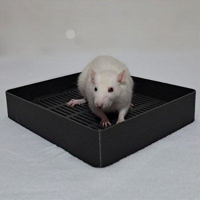 Banheiro para Rato Twister, Chinchila e Hedgehog