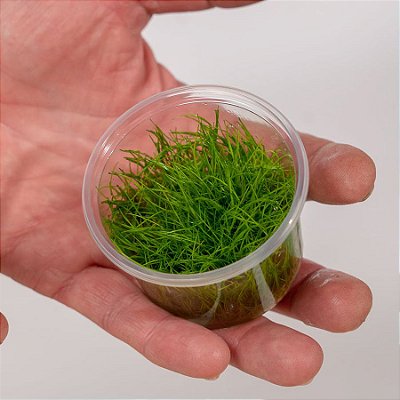 Sementes Eleocharis Párvula (Grama) - 150un