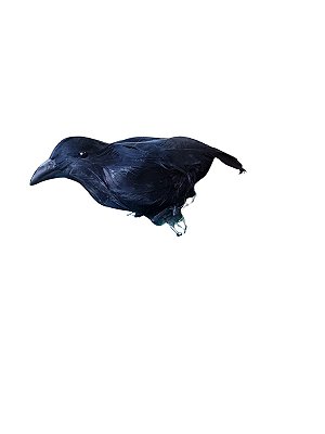 Modelo simulação Pássaro Corvo Negro Animal Halloween