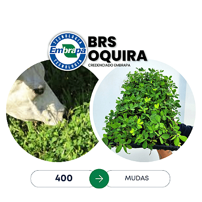 400 mudas Brs Oquira