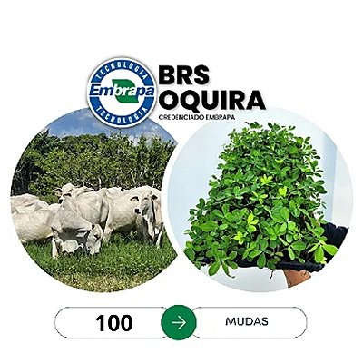 100  mudas Brs Oquira