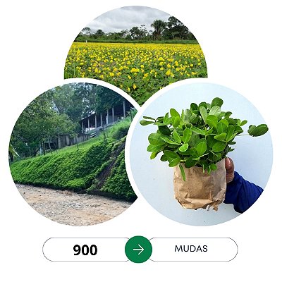 900 mudas Brs Oquira