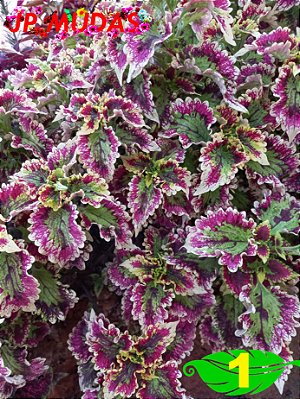 Coleus 1