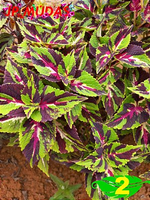 Coleus 2