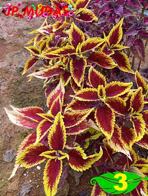 Coleus 3