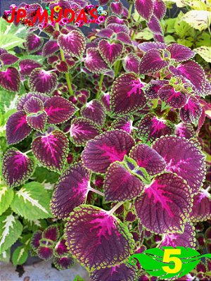 Coleus 5