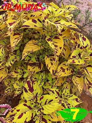Coleus 7