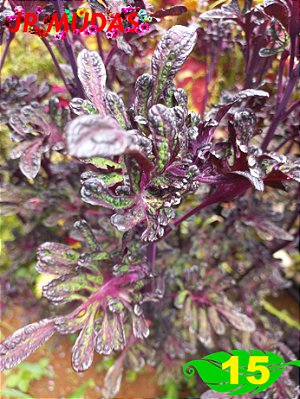 Coleus 15