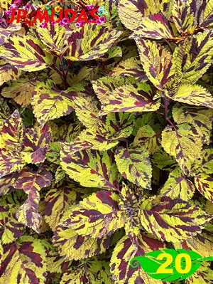Coleus 20