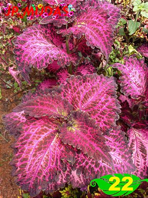 Coleus 22