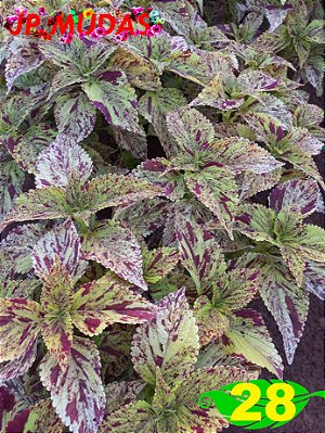 Coleus 28