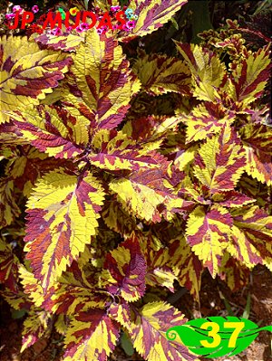 Coleus 37
