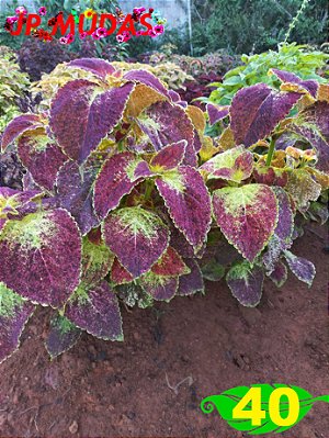 Coleus 40