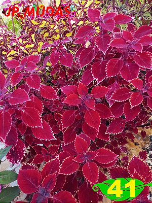 Coleus 41