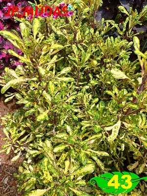 Coleus 43