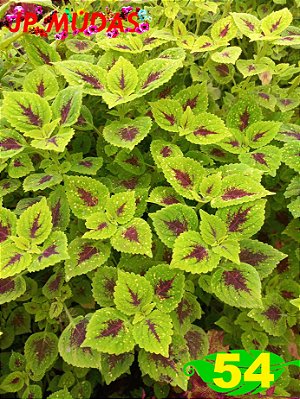 Coleus 54