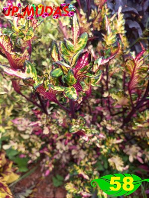 Coleus 58