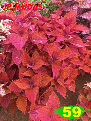 Coleus 59