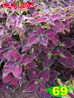 Coleus 69