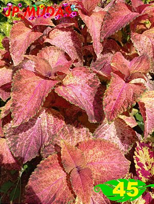 Coleus 45