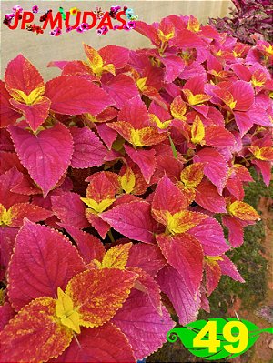 Coleus 49