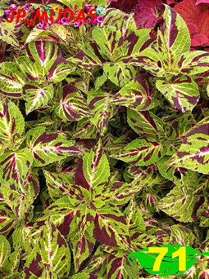 Coleus 71