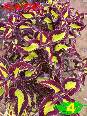Coleus 4