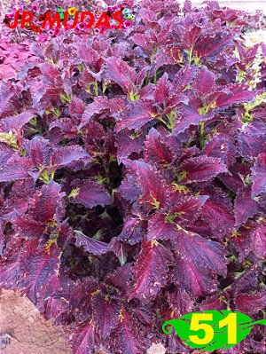 Coleus 51