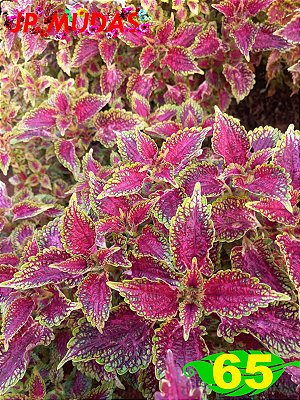 Coleus 65