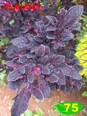 Coleus 75