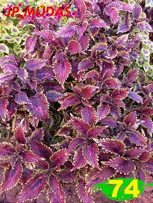 Coleus 74