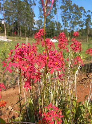 Kit orquídeas epidendrun vermelha 5 unidades