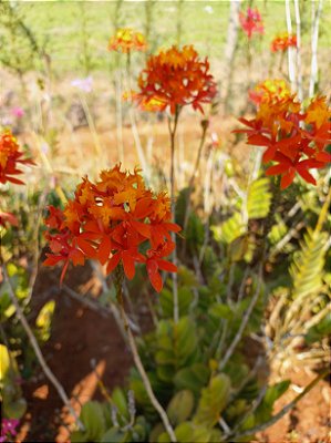 Orquidea epidendrun laranja com amarelo E2