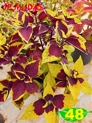 Coleus 48