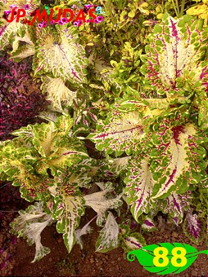 Coleus 88