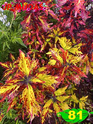 Coleus 81