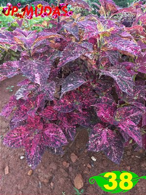 Coleus 38