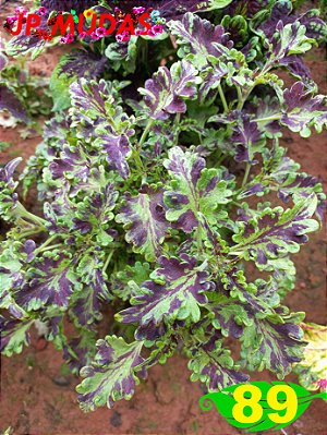 Coleus 89