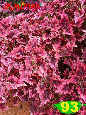 Coleus 93