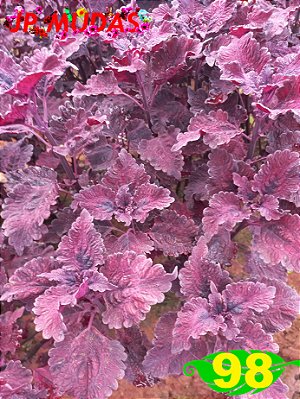 Coleus 98